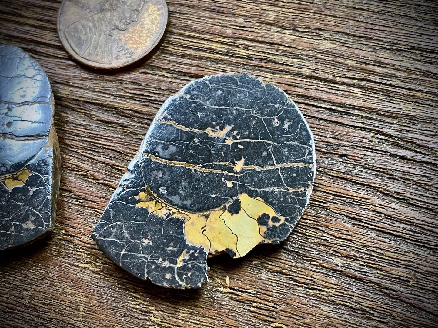 Small Ammonite Specimen/Fossil Pair